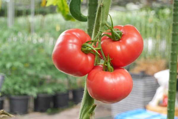 ももちゃん農園のトマト